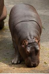 Whole Body Hippopotamus